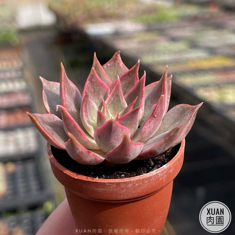 一吋迷你盆【黑門薩（摩羯座♑️）】多肉植物|多肉|景天科｜療癒小物