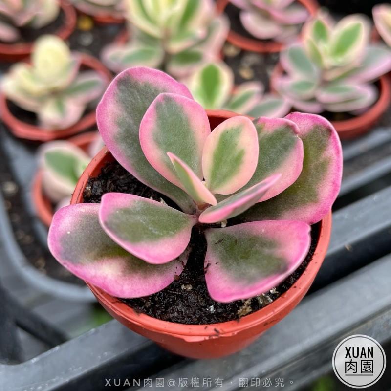 一吋迷你盆【花葉圓貝草】多肉植物|多肉|景天科｜療癒小物| 組盆|可愛|［Xuan肉園］-細節圖2