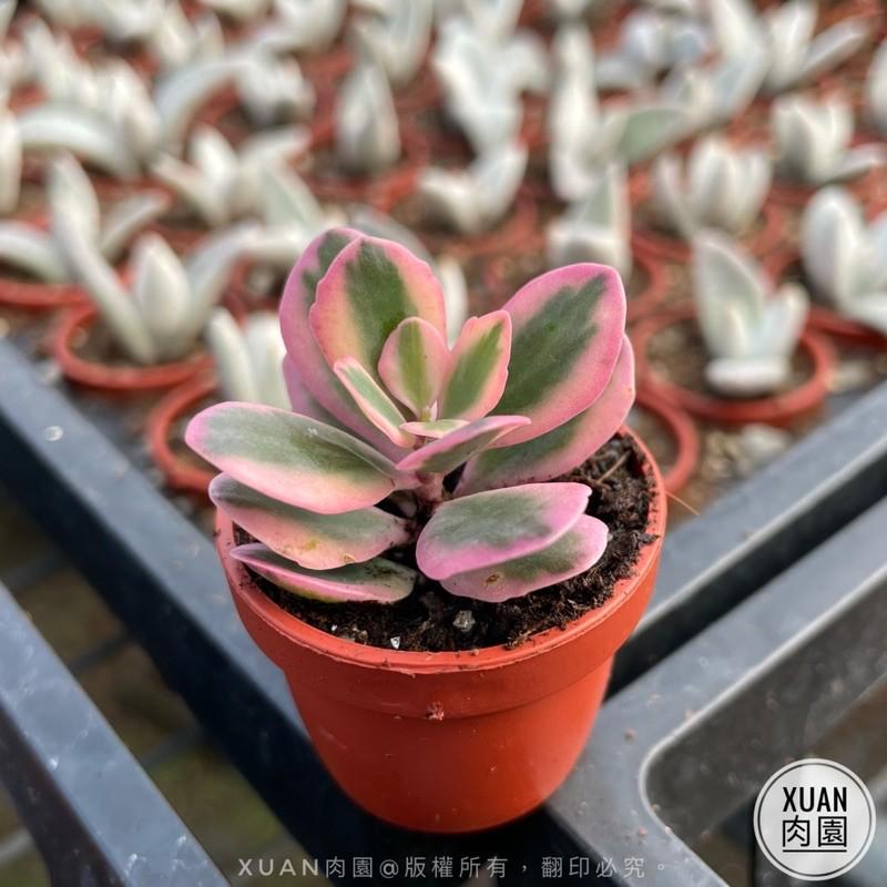 一吋迷你盆【花葉圓貝草】多肉植物|多肉|景天科｜療癒小物| 組盆|可愛|［Xuan肉園］-細節圖3