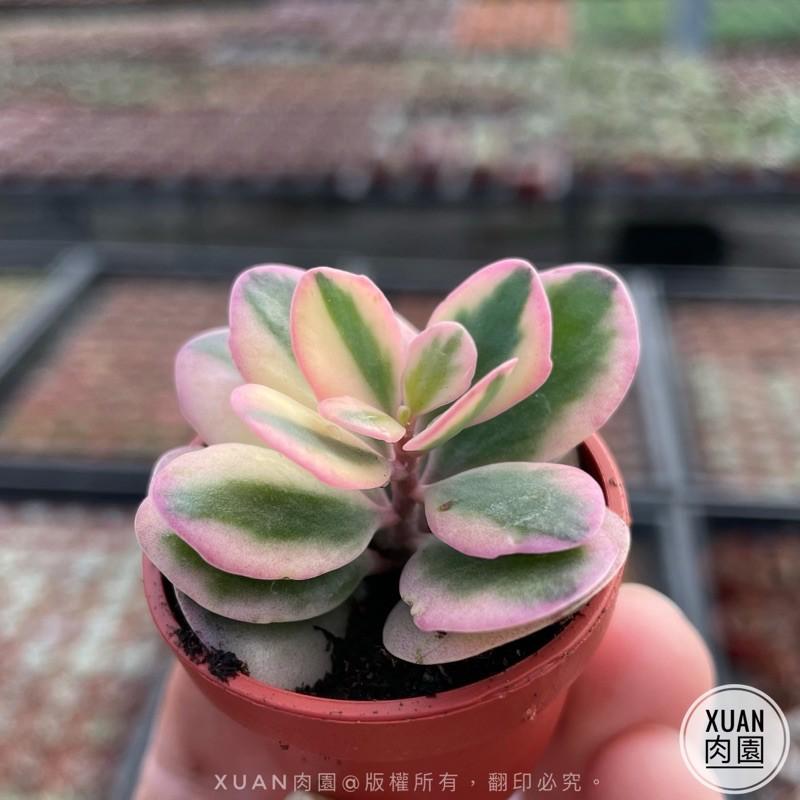 一吋迷你盆【花葉圓貝草】多肉植物|多肉|景天科｜療癒小物| 組盆|可愛|［Xuan肉園］-細節圖4