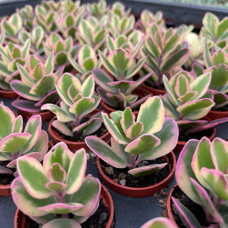 一吋迷你盆【花葉圓貝草】多肉植物|多肉|景天科｜療癒小物| 組盆|可愛|［Xuan肉園］-細節圖5