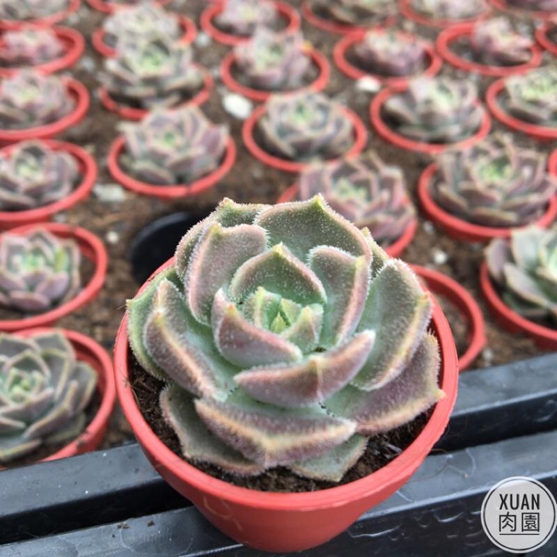 一吋迷你盆【布朗玫瑰】多肉植物|多肉|景天科｜療癒小物| 組盆|可愛|［Xuan肉園］-細節圖2