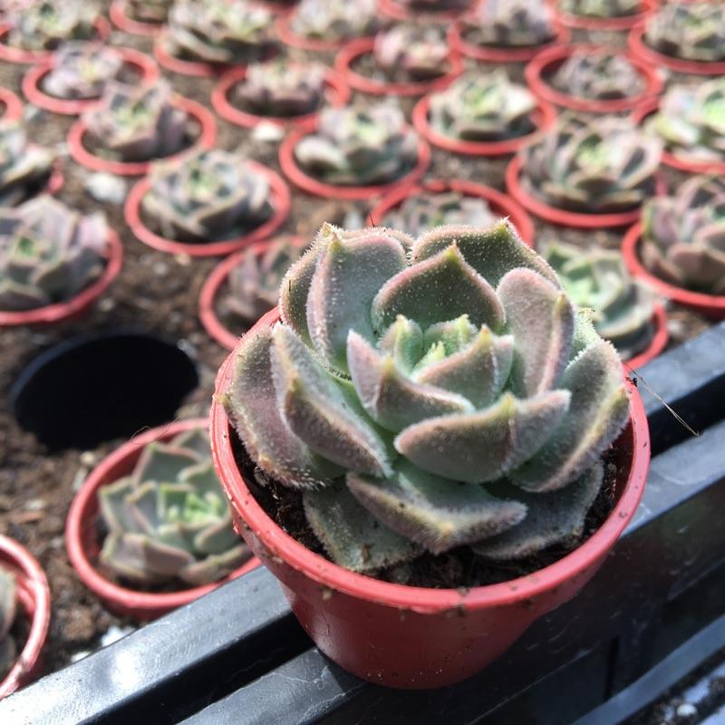 一吋迷你盆【布朗玫瑰】多肉植物|多肉|景天科｜療癒小物| 組盆|可愛|［Xuan肉園］-細節圖3