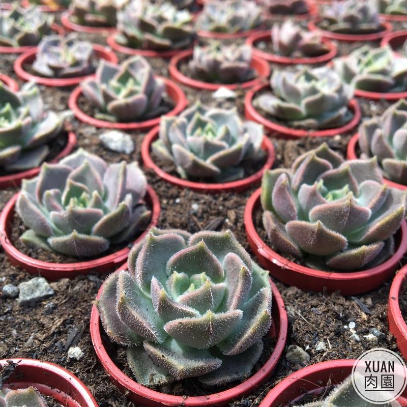 一吋迷你盆【布朗玫瑰】多肉植物|多肉|景天科｜療癒小物| 組盆|可愛|［Xuan肉園］-細節圖4
