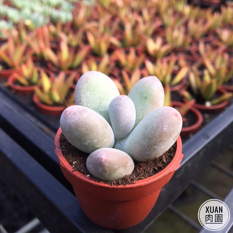 一吋迷你盆【雞蛋玉蓮】多肉植物|多肉|景天科｜療癒小物| 組盆|可愛|［Xuan肉園］-細節圖2