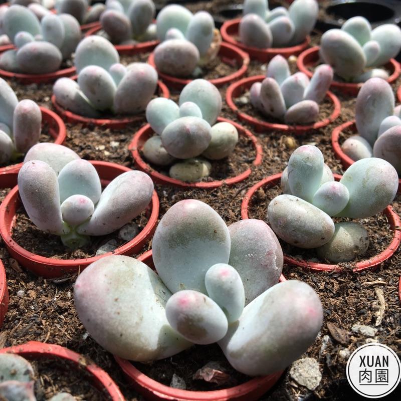 一吋迷你盆【雞蛋玉蓮】多肉植物|多肉|景天科｜療癒小物| 組盆|可愛|［Xuan肉園］-細節圖3