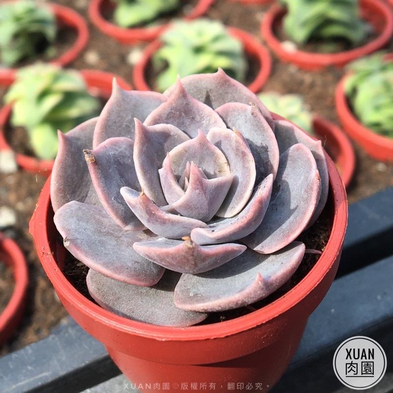 一吋迷你盆【琳達珍】多肉植物|多肉|景天科｜療癒小物| 組盆|可愛|［Xuan肉園］-細節圖2