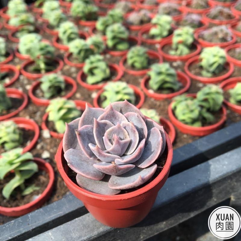 一吋迷你盆【琳達珍】多肉植物|多肉|景天科｜療癒小物| 組盆|可愛|［Xuan肉園］-細節圖3