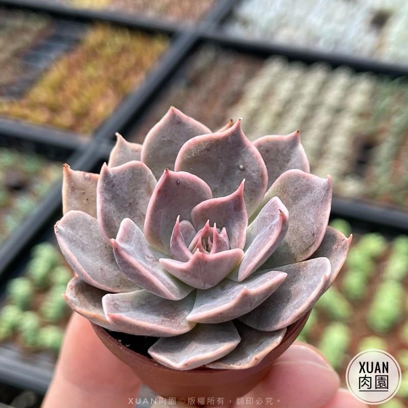一吋迷你盆【琳達珍】多肉植物|多肉|景天科｜療癒小物| 組盆|可愛|［Xuan肉園］-細節圖4