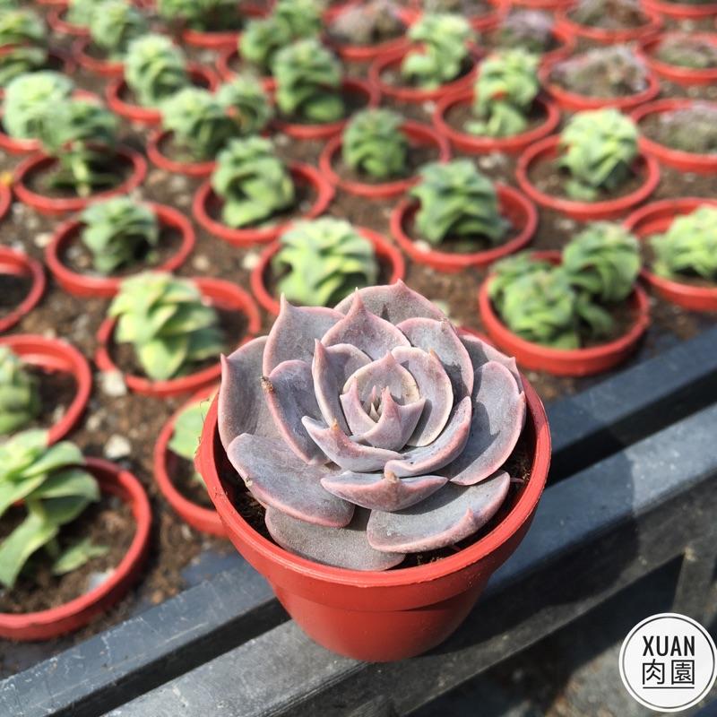 一吋迷你盆【琳達珍】多肉植物|多肉|景天科｜療癒小物| 組盆|可愛|［Xuan肉園］-細節圖5