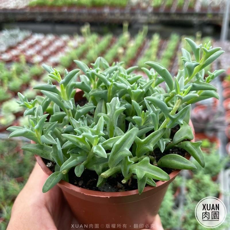 3吋盆【小海豚🐬】多肉|多肉植物|療癒小物| 組盆|［Xuan肉園］-細節圖2