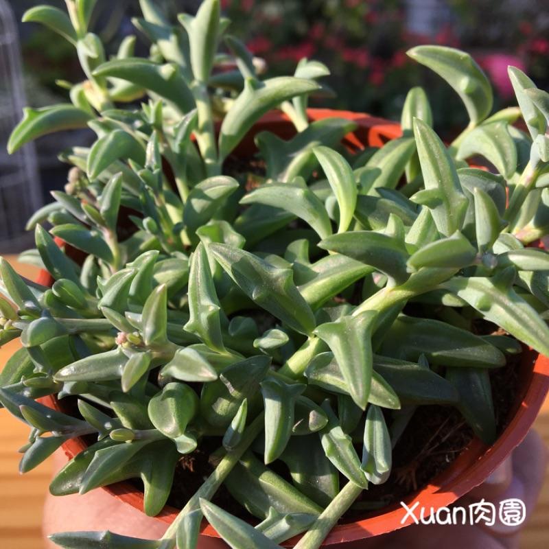 3吋盆【小海豚🐬】多肉|多肉植物|療癒小物| 組盆|［Xuan肉園］-細節圖3