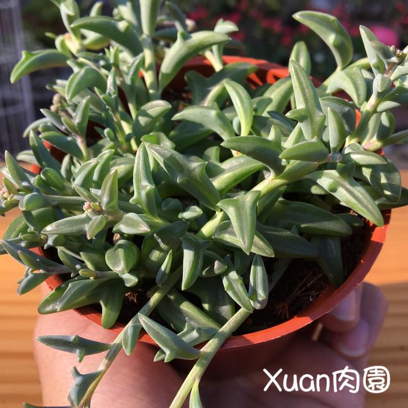 3吋盆【小海豚🐬】多肉|多肉植物|療癒小物| 組盆|［Xuan肉園］-細節圖4