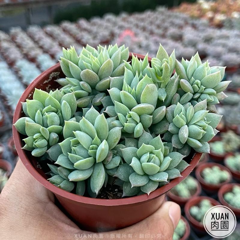 3吋盆【蔓蓮】多肉|多肉植物|療癒小物| 組盆|［Xuan肉園］ - Xuan肉園