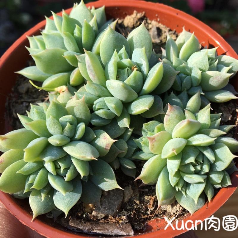 3吋盆【蔓蓮】多肉|多肉植物|療癒小物| 組盆|［Xuan肉園］-細節圖2