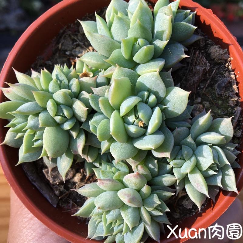 3吋盆【蔓蓮】多肉|多肉植物|療癒小物| 組盆|［Xuan肉園］-細節圖3