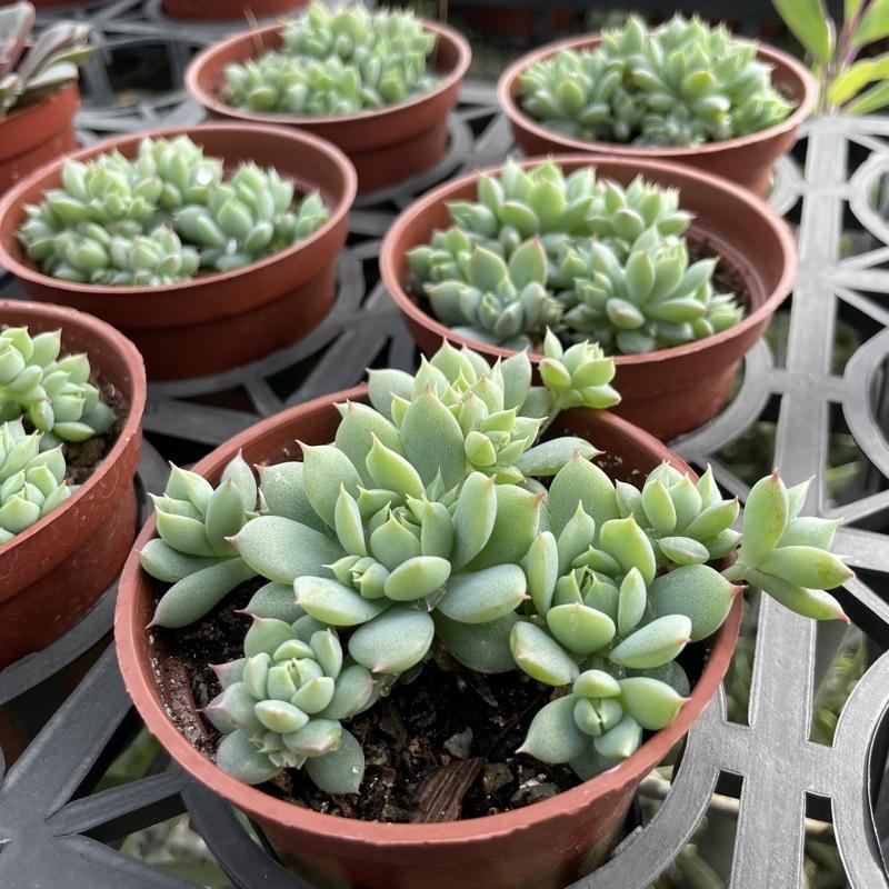 3吋盆【蔓蓮】多肉|多肉植物|療癒小物| 組盆|［Xuan肉園］-細節圖4