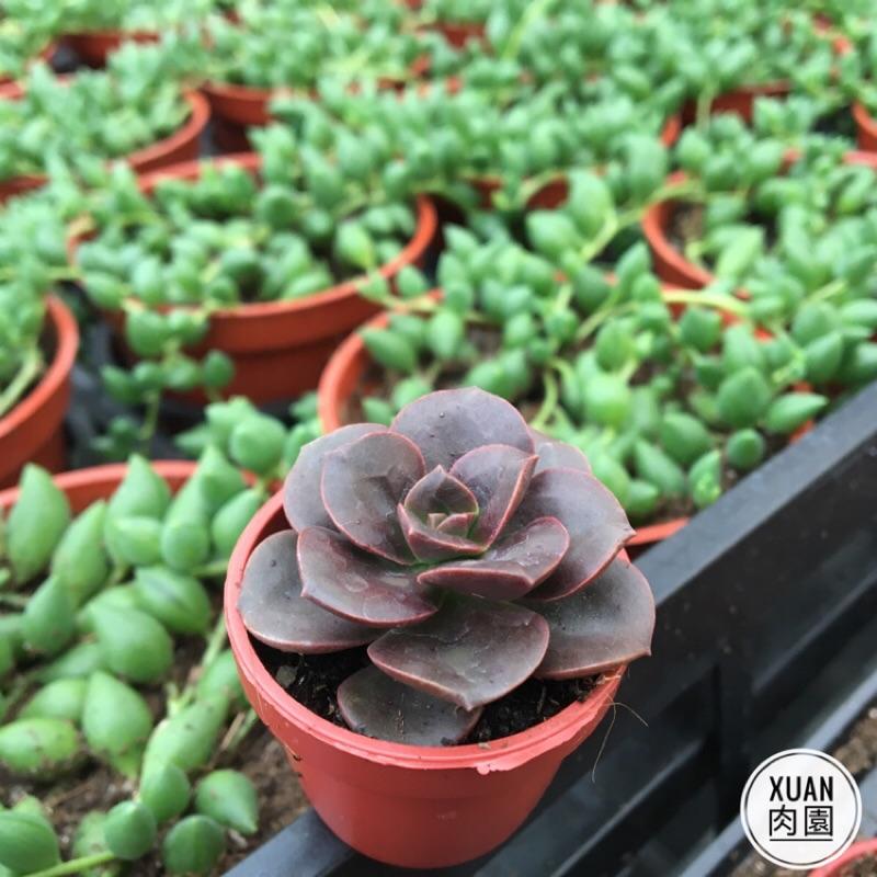一吋迷你盆【巧克力方磚】多肉植物|多肉|景天科｜療癒小物| 組盆|可愛|［Xuan肉園］-細節圖2