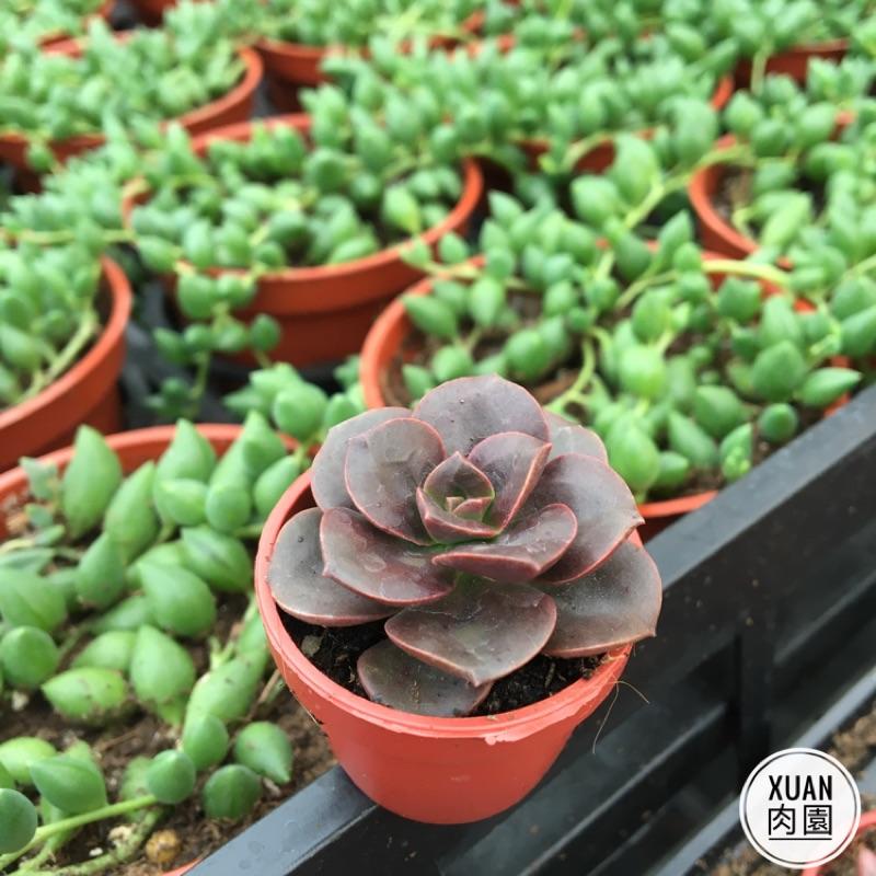 一吋迷你盆【巧克力方磚】多肉植物|多肉|景天科｜療癒小物| 組盆|可愛|［Xuan肉園］-細節圖3