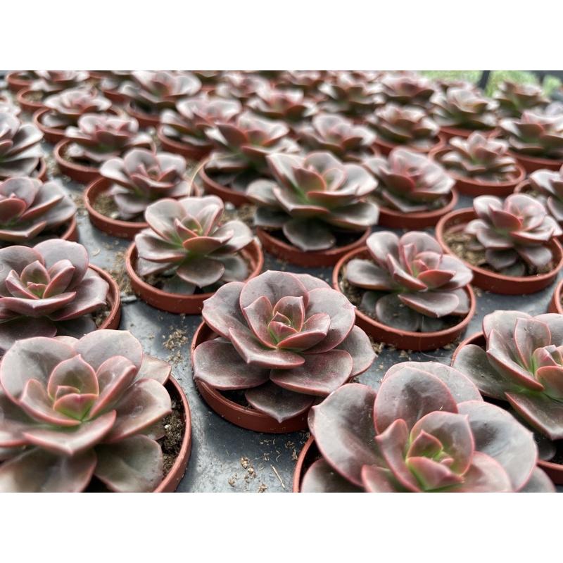 一吋迷你盆【巧克力方磚】多肉植物|多肉|景天科｜療癒小物| 組盆|可愛|［Xuan肉園］-細節圖6