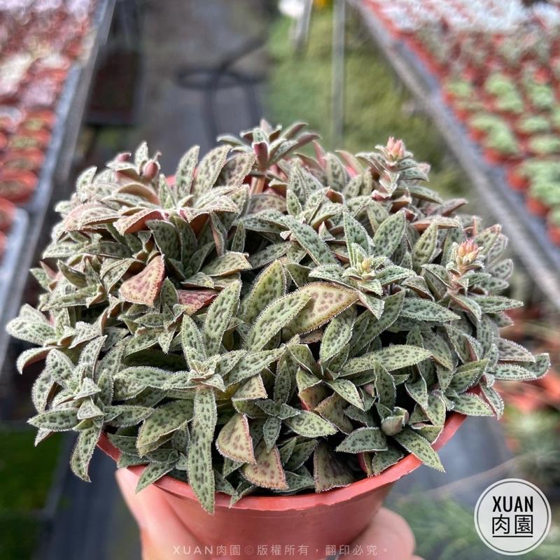 3吋盆【花簪】多肉植物|療癒小物| 組盆|［Xuan肉園］-細節圖2