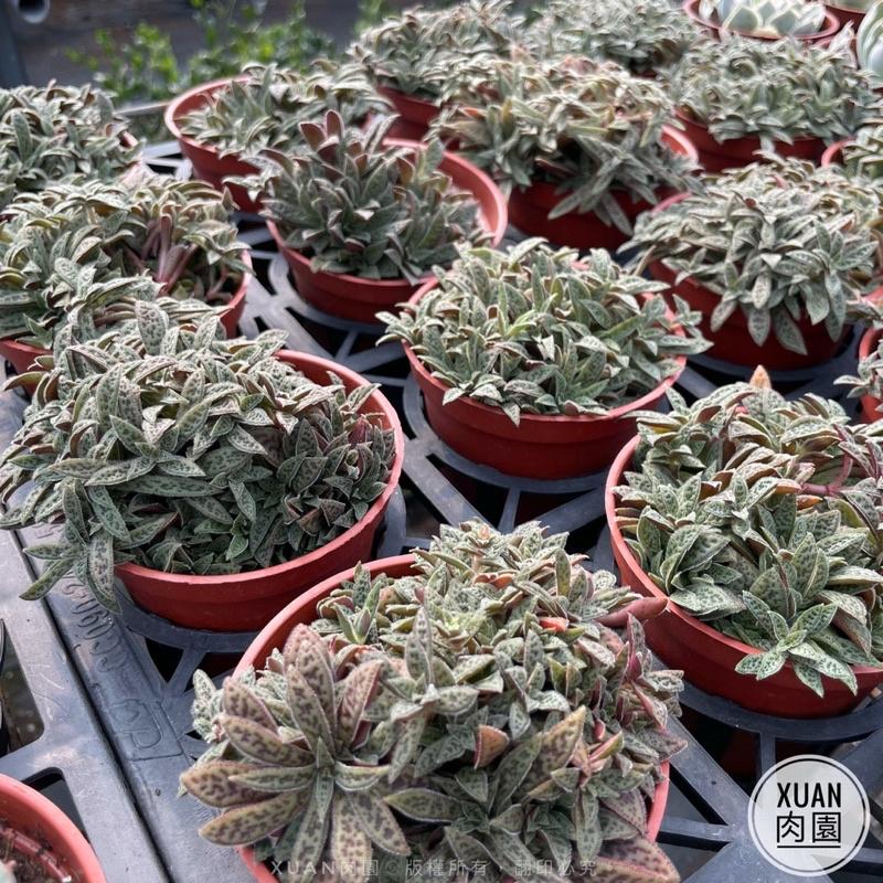 3吋盆【花簪】多肉植物|療癒小物| 組盆|［Xuan肉園］-細節圖3