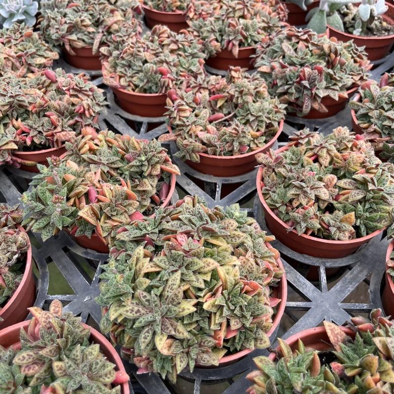 3吋盆【花簪】多肉植物|療癒小物| 組盆|［Xuan肉園］-細節圖4