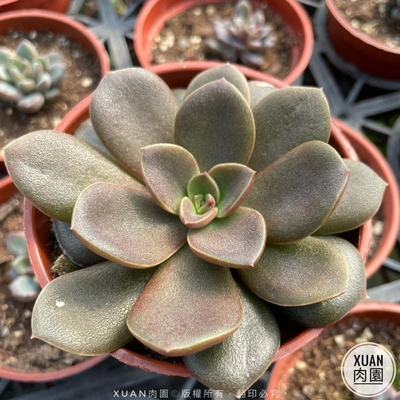3吋盆【大銀明色】多肉植物|多肉|療癒小物| 組盆|［Xuan肉園］-細節圖2