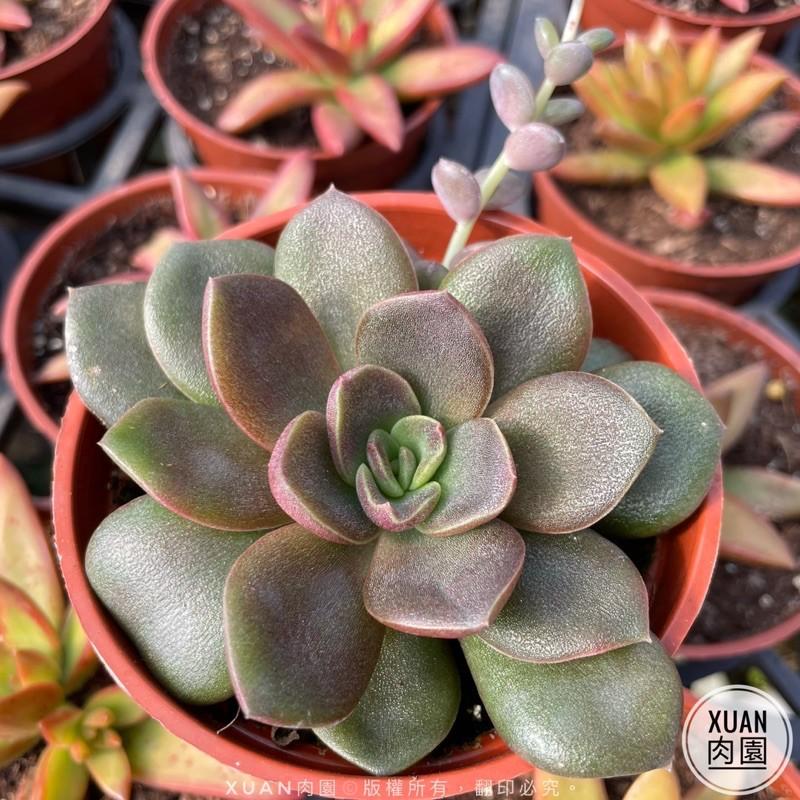 3吋盆【大銀明色】多肉植物|多肉|療癒小物| 組盆|［Xuan肉園］-細節圖3