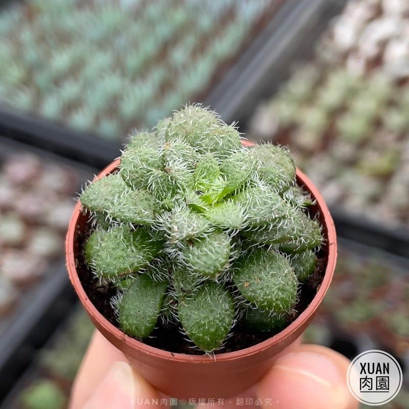 一吋迷你盆【毛海星】多肉植物|多肉|景天科｜療癒小物| 組盆|綠手指必備|［Xuan肉園］-細節圖2