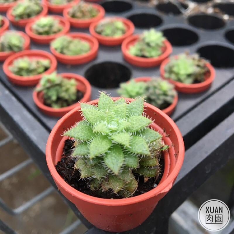一吋迷你盆【毛海星】多肉植物|多肉|景天科｜療癒小物| 組盆|綠手指必備|［Xuan肉園］-細節圖3
