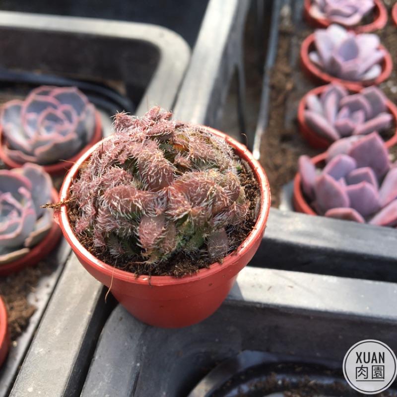 一吋迷你盆【毛海星】多肉植物|多肉|景天科｜療癒小物| 組盆|綠手指必備|［Xuan肉園］-細節圖4