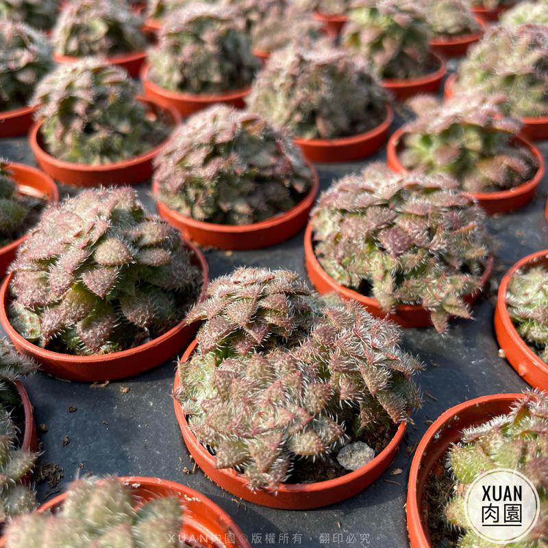 一吋迷你盆【毛海星】多肉植物|多肉|景天科｜療癒小物| 組盆|綠手指必備|［Xuan肉園］-細節圖5