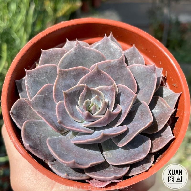 3吋盆【琳達珍】多肉植物|多肉|療癒小物| 組盆|［Xuan肉園］-細節圖2