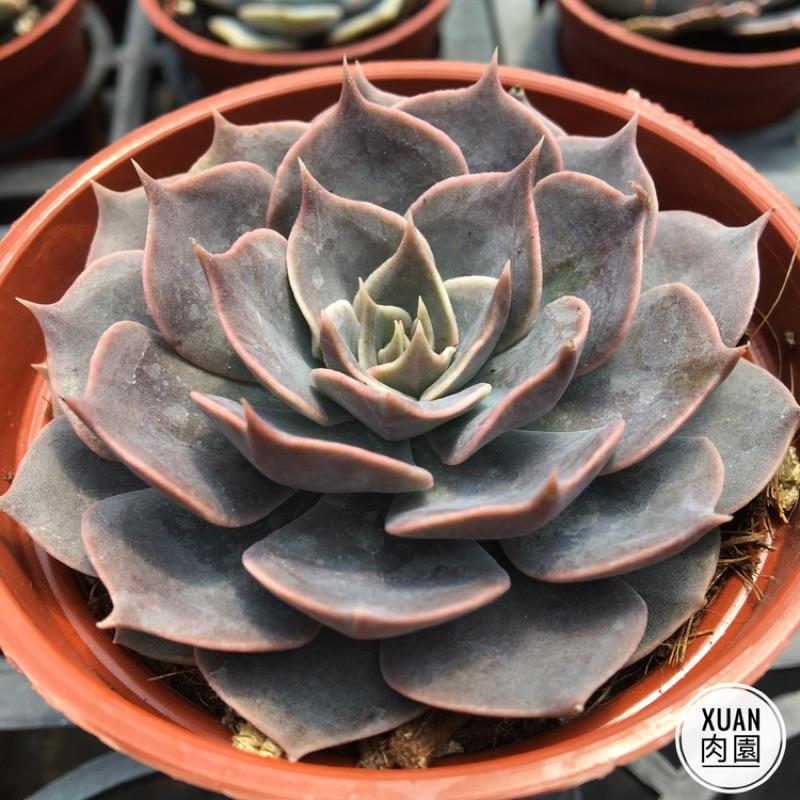 3吋盆【琳達珍】多肉植物|多肉|療癒小物| 組盆|［Xuan肉園］-細節圖3