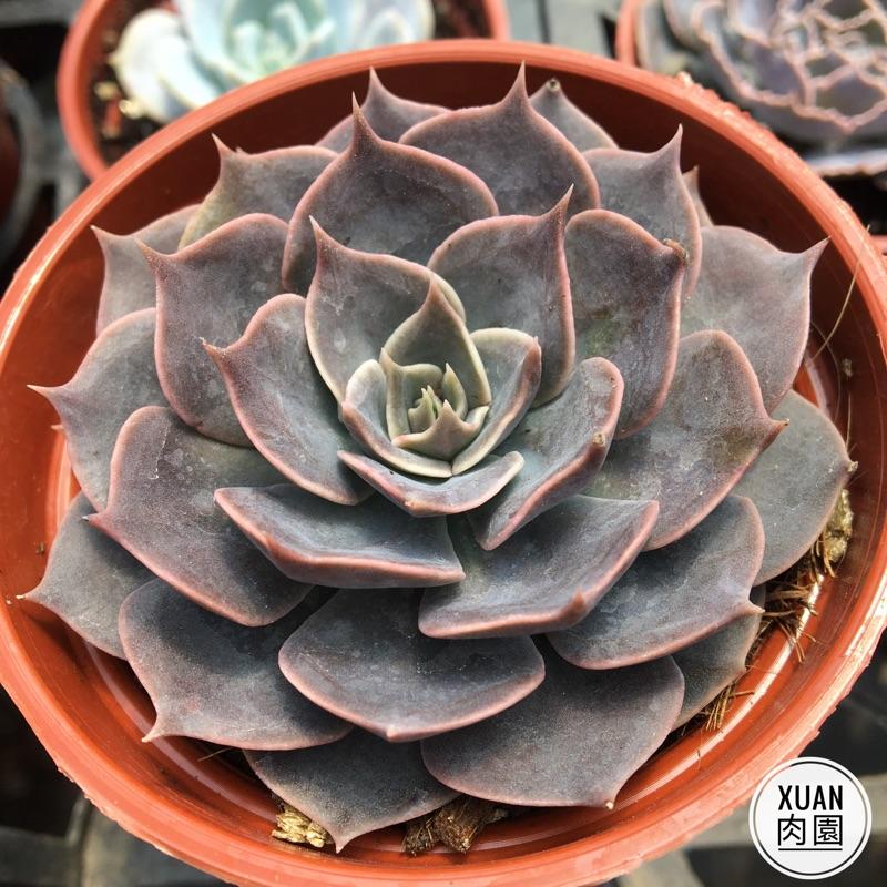 3吋盆【琳達珍】多肉植物|多肉|療癒小物| 組盆|［Xuan肉園］-細節圖4