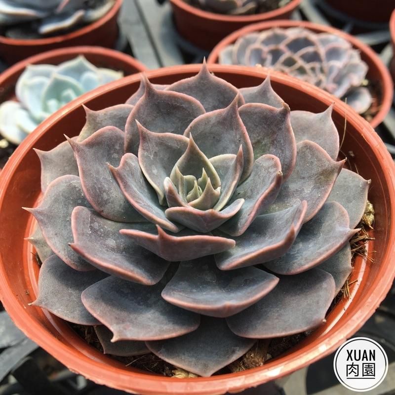 3吋盆【琳達珍】多肉植物|多肉|療癒小物| 組盆|［Xuan肉園］-細節圖5