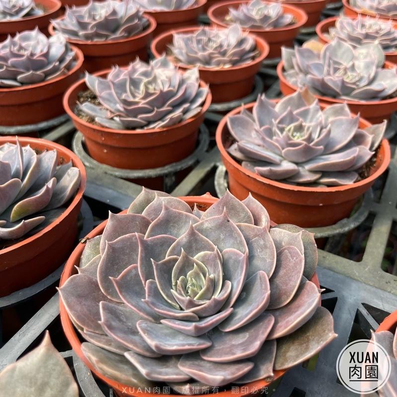 3吋盆【琳達珍】多肉植物|多肉|療癒小物| 組盆|［Xuan肉園］-細節圖6