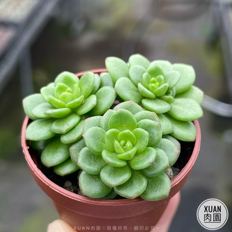 一吋迷你盆【梅花景天】多肉植物|多肉|景天科｜療癒小物| 組盆|綠手指必備|［Xuan肉園］-細節圖2