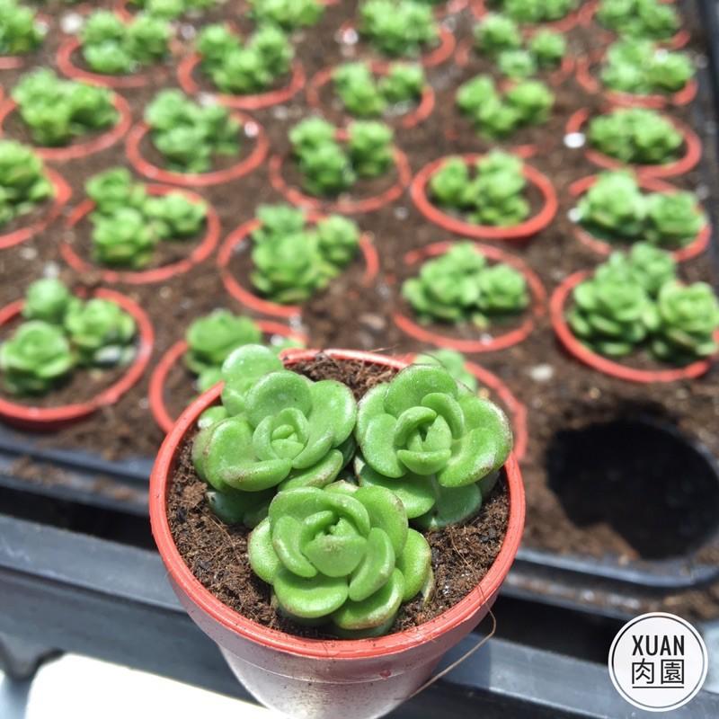 一吋迷你盆【梅花景天】多肉植物|多肉|景天科｜療癒小物| 組盆|綠手指必備|［Xuan肉園］-細節圖3