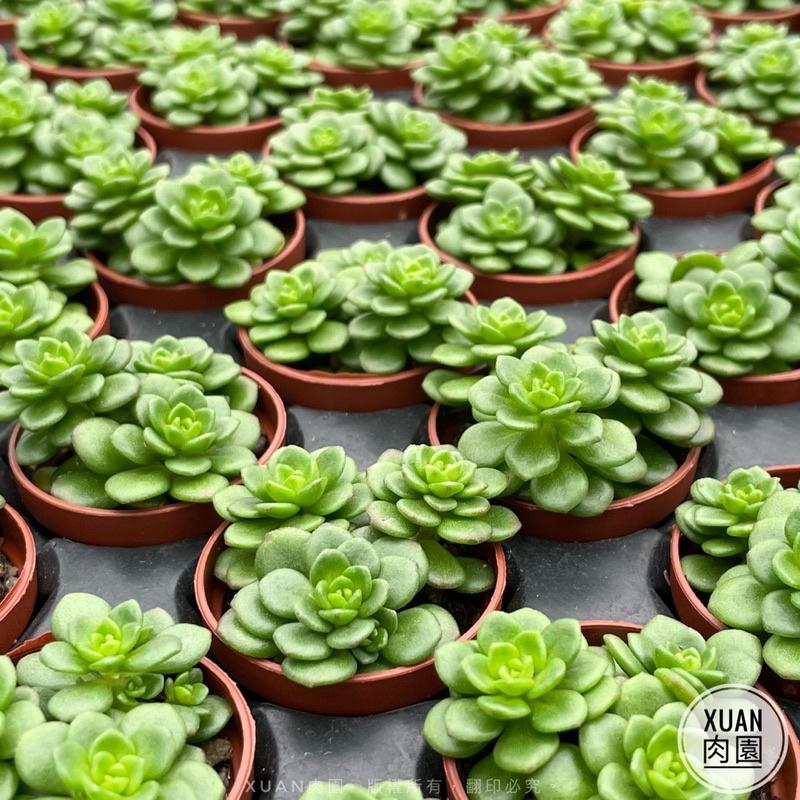 一吋迷你盆【梅花景天】多肉植物|多肉|景天科｜療癒小物| 組盆|綠手指必備|［Xuan肉園］-細節圖5