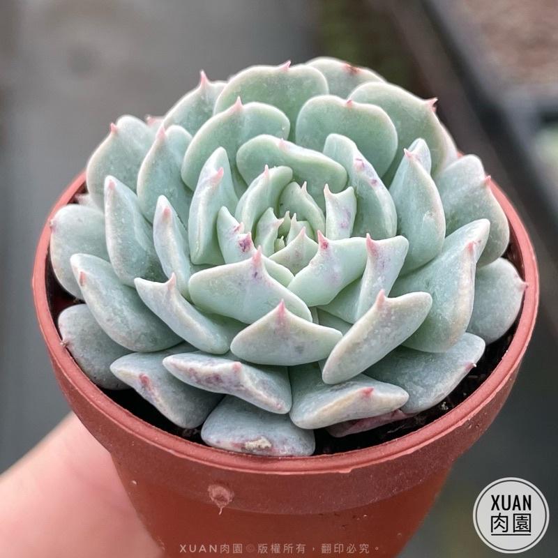 一吋迷你盆【革命】多肉植物|多肉|景天科｜療癒小物| 組盆|可愛|［Xuan肉園］-細節圖2