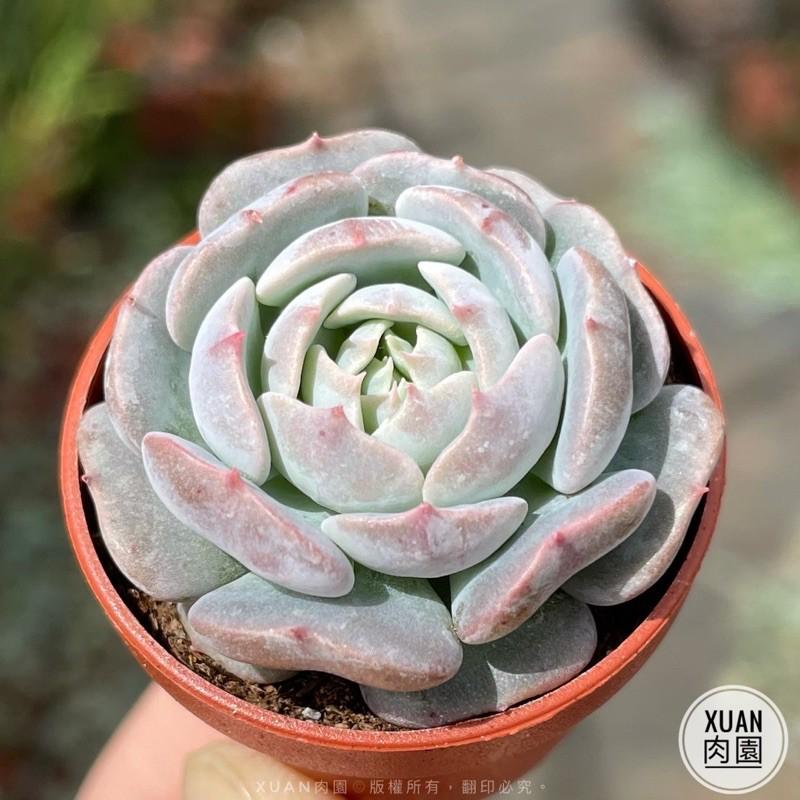 一吋迷你盆【革命】多肉植物|多肉|景天科｜療癒小物| 組盆|可愛|［Xuan肉園］-細節圖3