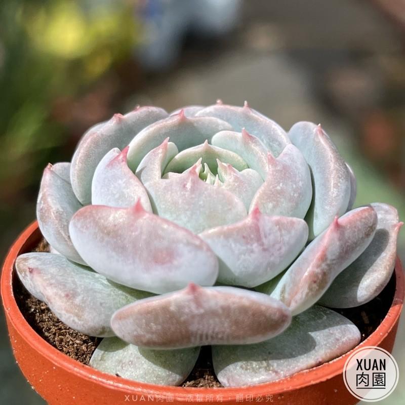 一吋迷你盆【革命】多肉植物|多肉|景天科｜療癒小物| 組盆|可愛|［Xuan肉園］-細節圖4