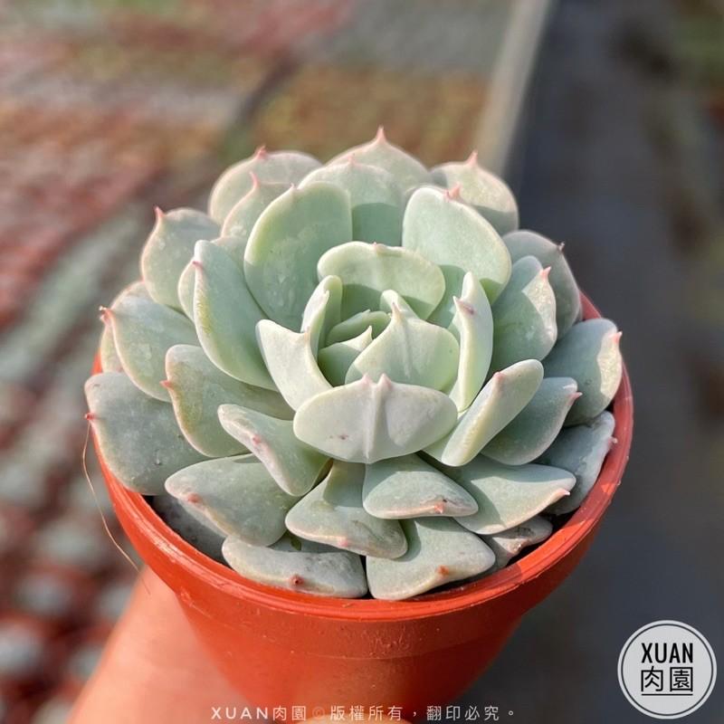 一吋迷你盆【革命】多肉植物|多肉|景天科｜療癒小物| 組盆|可愛|［Xuan肉園］-細節圖5