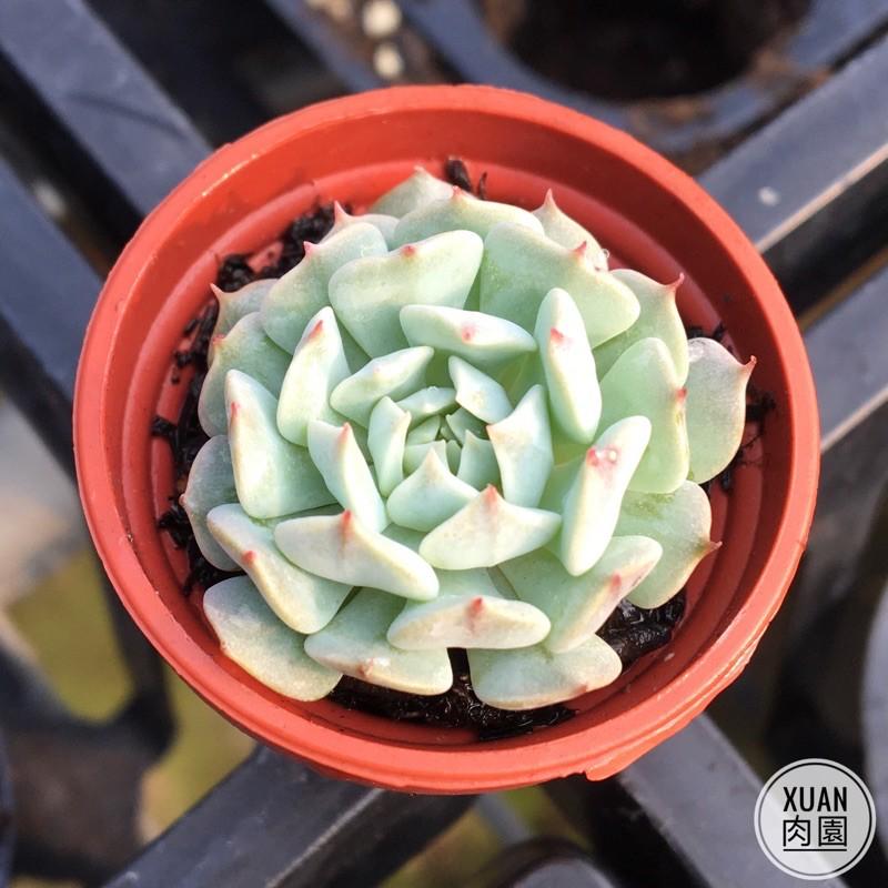 一吋迷你盆【革命】多肉植物|多肉|景天科｜療癒小物| 組盆|可愛|［Xuan肉園］-細節圖6