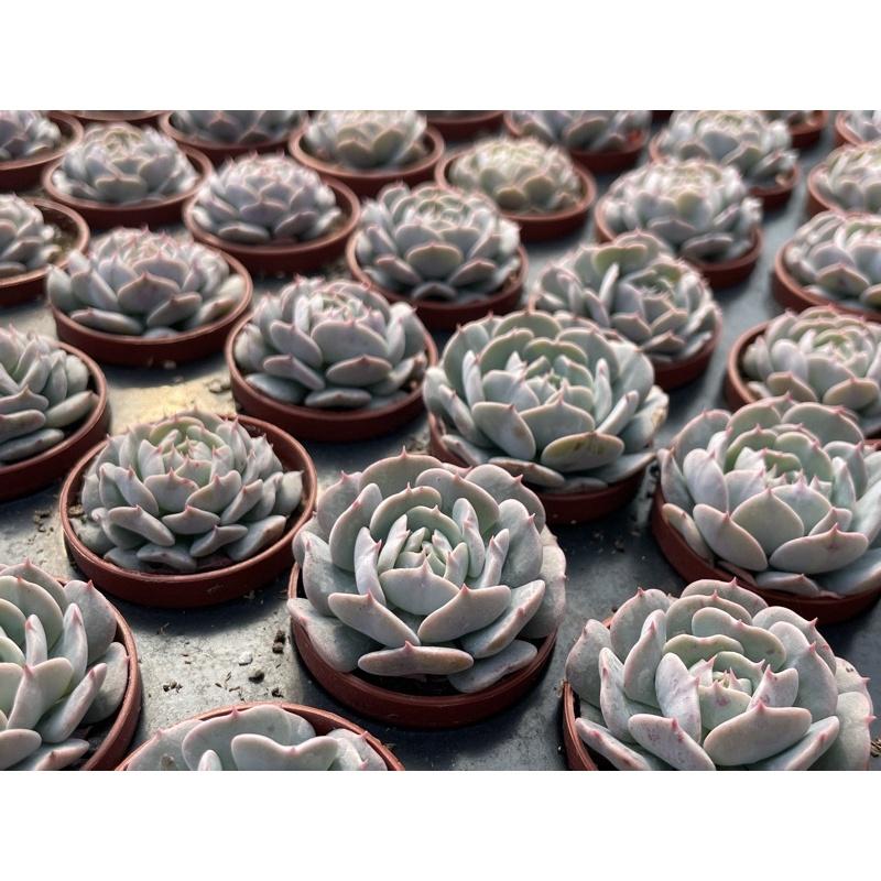 一吋迷你盆【革命】多肉植物|多肉|景天科｜療癒小物| 組盆|可愛|［Xuan肉園］-細節圖7