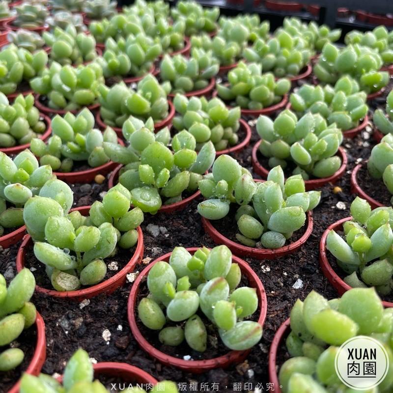 一吋迷你盆【銀之鈴（香香的）】多肉植物|多肉|景天科｜療癒小物| 組盆|綠手指必備|［Xuan肉園］-細節圖2