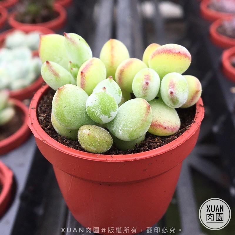 一吋迷你盆【銀之鈴（香香的）】多肉植物|多肉|景天科｜療癒小物| 組盆|綠手指必備|［Xuan肉園］-細節圖3