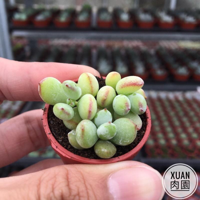 一吋迷你盆【銀之鈴（香香的）】多肉植物|多肉|景天科｜療癒小物| 組盆|綠手指必備|［Xuan肉園］-細節圖4